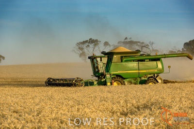 December 2017 / HARVESTING_WHEAT_067_171219