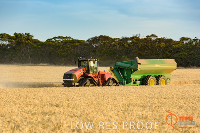 December 2017 / HARVESTING_WHEAT_070_171219
