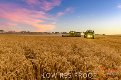 December 2017 / HARVESTING_WHEAT_089_171219