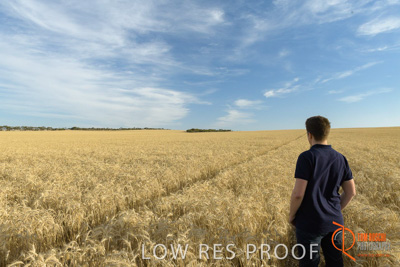 December 2017 / MALE_IN_WHEAT_FIELD_002_171219