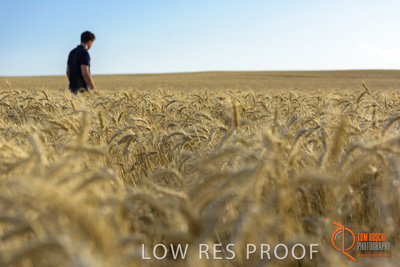 December 2017 / MALE_IN_WHEAT_FIELD_033_171219