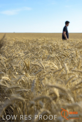 December 2017 / MALE_IN_WHEAT_FIELD_039_171219