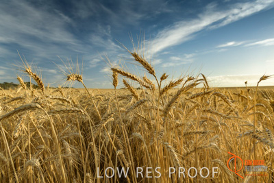 December 2017 / WHEAT_002_171219