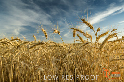 December 2017 / WHEAT_005_171219