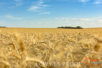 December 2017 / WHEAT_008_171219