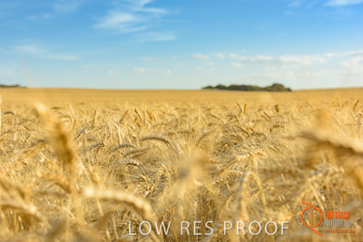 December 2017 / WHEAT_010_171219