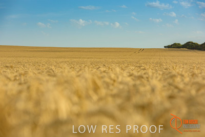 December 2017 / WHEAT_012_171219