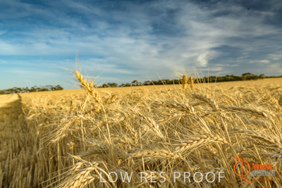 December 2017 / WHEAT_014_171219