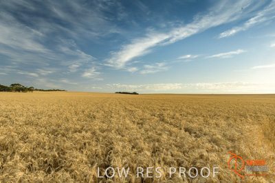 December 2017 / WHEAT_015_171219