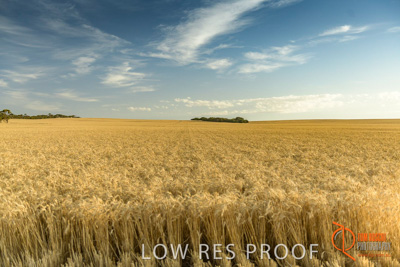 December 2017 / WHEAT_019_171219