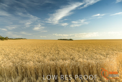 December 2017 / WHEAT_020_171219