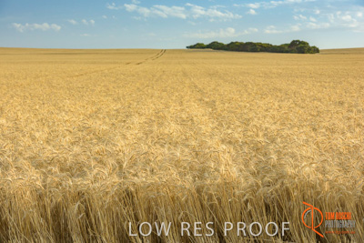 December 2017 / WHEAT_021_171219