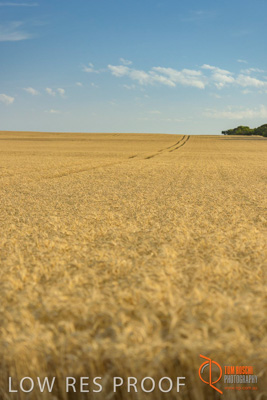 December 2017 / WHEAT_022_171219