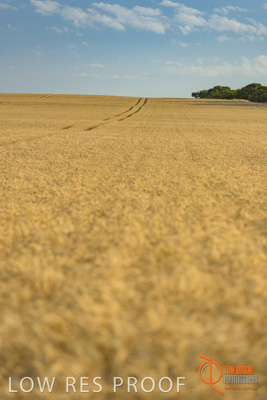 December 2017 / WHEAT_023_171219