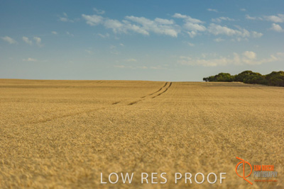 December 2017 / WHEAT_025_171219