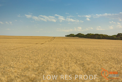 December 2017 / WHEAT_026_171219