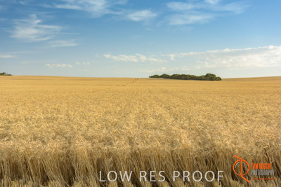 December 2017 / WHEAT_028_171219