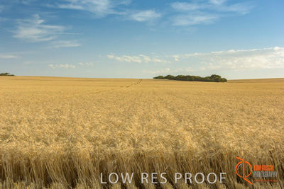 December 2017 / WHEAT_029_171219