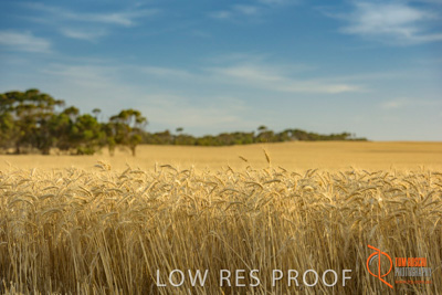 December 2017 / WHEAT_035_171219