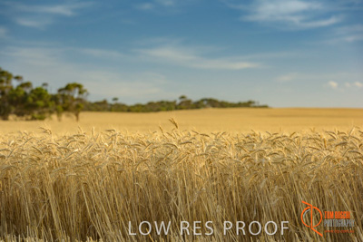 December 2017 / WHEAT_037_171219