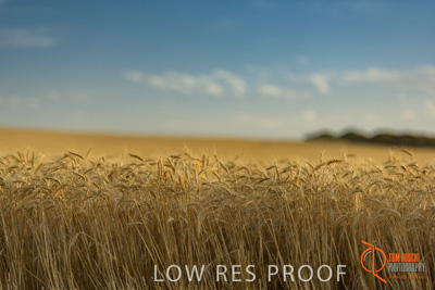 December 2017 / WHEAT_039_171219