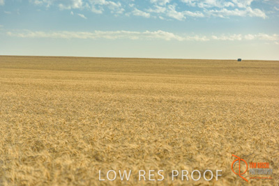 December 2017 / WHEAT_044_171219