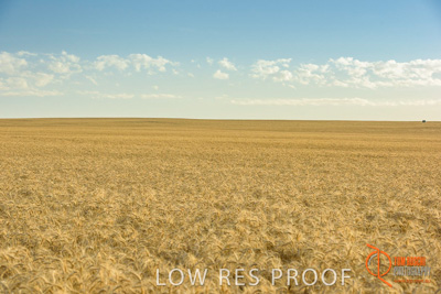 December 2017 / WHEAT_045_171219