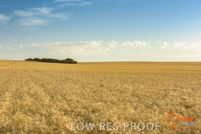 December 2017 / WHEAT_046_171219