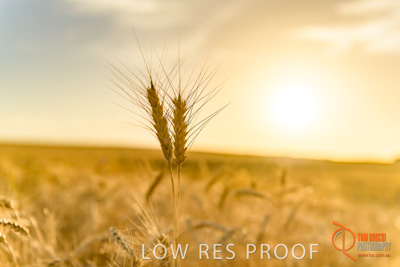 December 2017 / WHEAT_047_171219