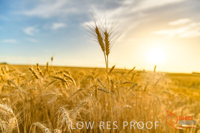 December 2017 / WHEAT_048_171219