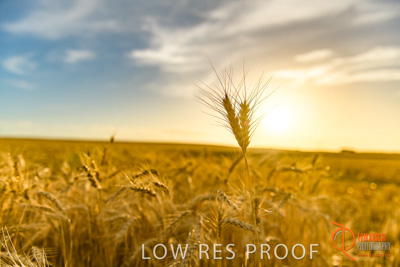 December 2017 / WHEAT_050_171219