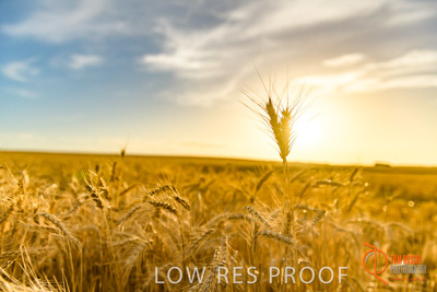 December 2017 / WHEAT_051_171219