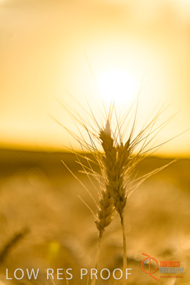 December 2017 / WHEAT_052_171219