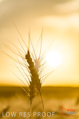 December 2017 / WHEAT_053_171219