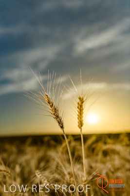 December 2017 / WHEAT_055_171219