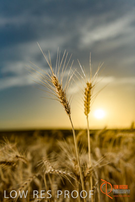 December 2017 / WHEAT_056_171219