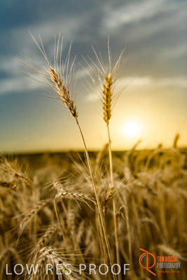 December 2017 / WHEAT_057_171219