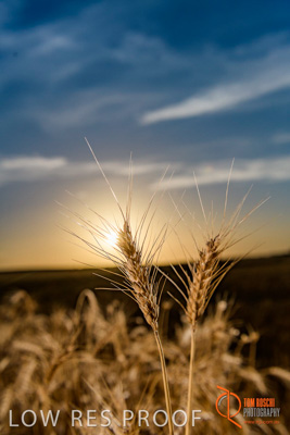 December 2017 / WHEAT_060_171219