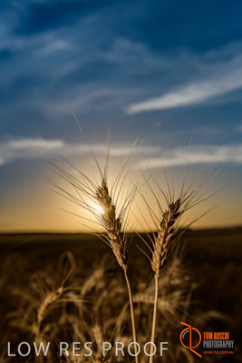 December 2017 / WHEAT_061_171219