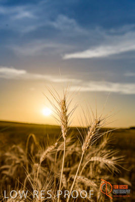 December 2017 / WHEAT_063_171219