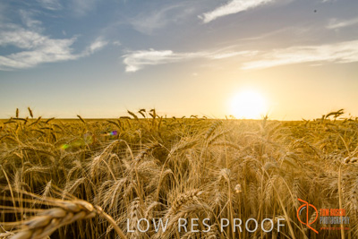 December 2017 / WHEAT_067_171219