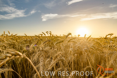 December 2017 / WHEAT_068_171219