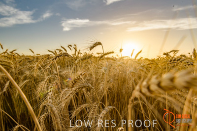 December 2017 / WHEAT_069_171219