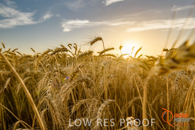 December 2017 / WHEAT_070_171219