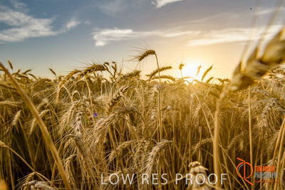 December 2017 / WHEAT_071_171219