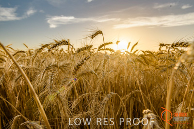 December 2017 / WHEAT_072_171219