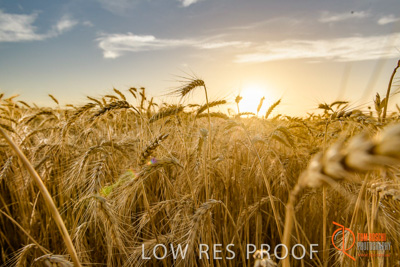 December 2017 / WHEAT_073_171219