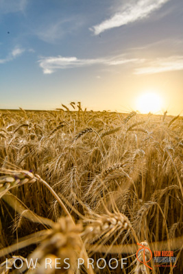 December 2017 / WHEAT_074_171219