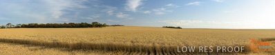 December 2017 / WHEAT_P2_001_171219-Pano
