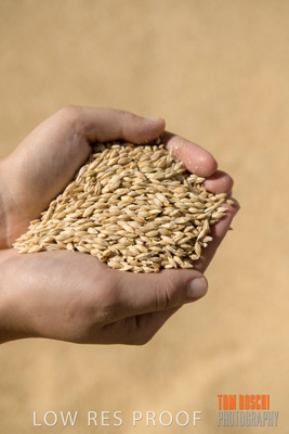 April 2019 / BARLEY_IN_HANDS_190401_573